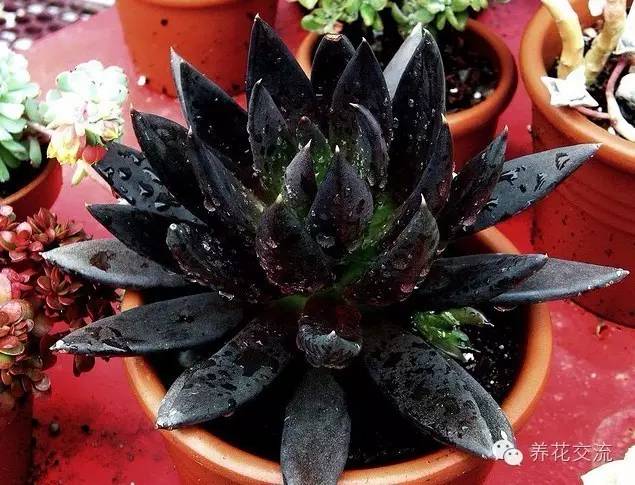 黑王子多肉开花_多肉植物黑王子_开花多肉黑王子怎么养
