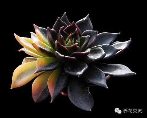 黑王子多肉开花_开花多肉黑王子怎么养_多肉植物黑王子