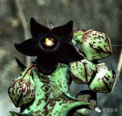 黑王子多肉开花_多肉植物黑王子_开花多肉黑王子怎么养