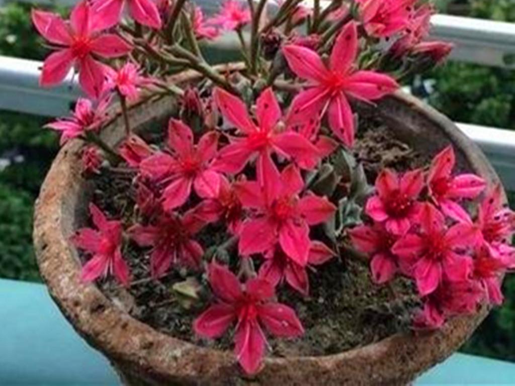 黑王子多肉开花_多肉植物黑王子_多肉黑王子怎么养护