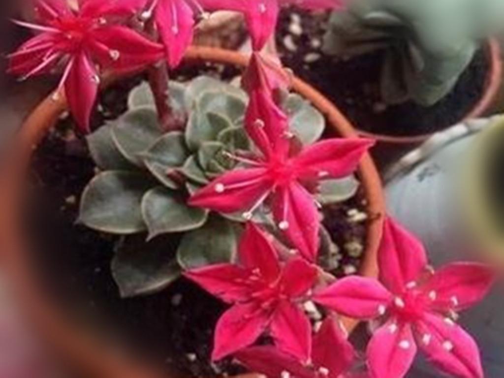 黑王子多肉开花_多肉植物黑王子_多肉黑王子怎么养护
