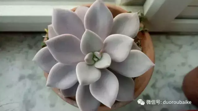 黑王子多肉开花_多肉黑王子寓意_多肉黑王子怎么养护
