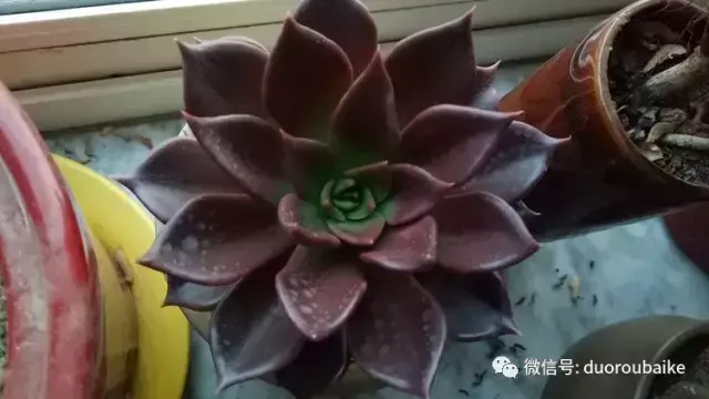 多肉黑王子怎么养护_多肉黑王子寓意_黑王子多肉开花