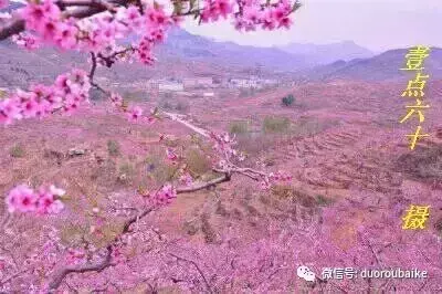 黑王子多肉开花_多肉黑王子寓意_多肉黑王子怎么养护
