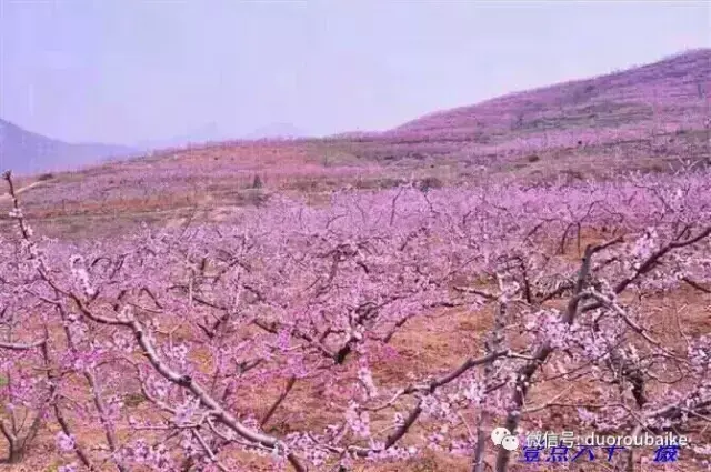 黑王子多肉开花_多肉黑王子怎么养护_多肉黑王子寓意