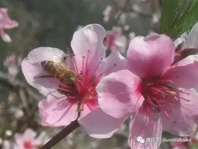 黑王子多肉开花_多肉黑王子寓意_多肉黑王子怎么养护
