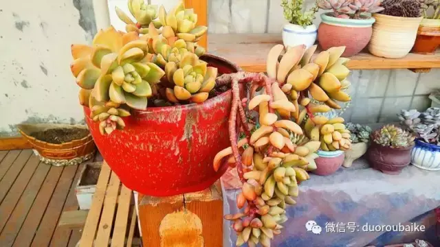 多肉黑王子寓意_多肉黑王子怎么养护_黑王子多肉开花