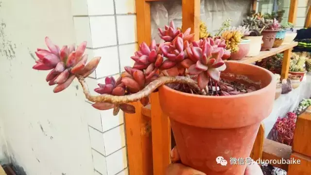 黑王子多肉开花_多肉黑王子怎么养护_多肉黑王子寓意
