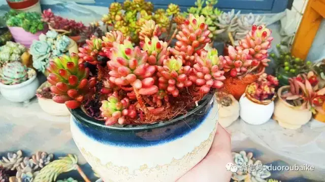 黑王子多肉开花_多肉黑王子怎么养护_多肉黑王子寓意