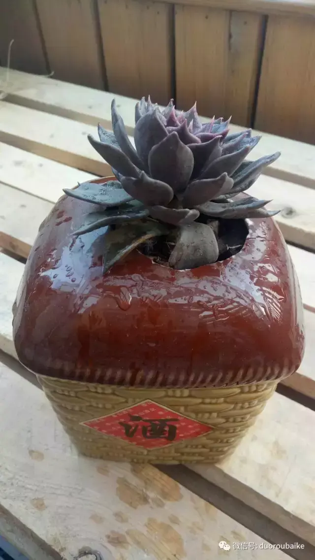 多肉黑王子怎么养护_多肉黑王子寓意_黑王子多肉开花