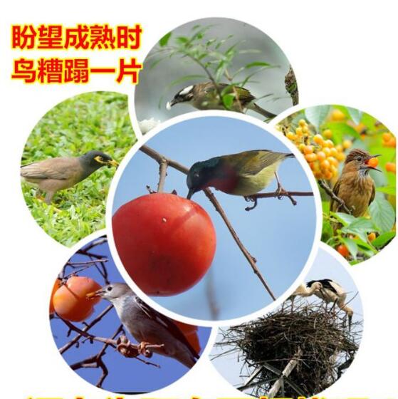 水稻气球气球鸟饭_麦子气球气球鸟米饭_两个气球一只鸟一碗饭
