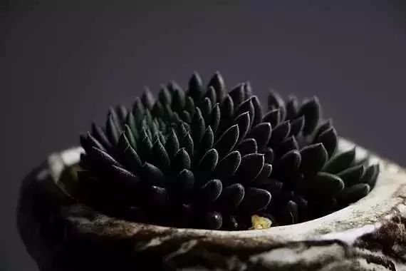 黑王子如何扦插_黑王子叶插怎么处理_黑王子怎么叶插