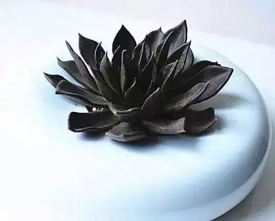 黑王子如何扦插_黑王子叶插怎么处理_黑王子怎么叶插