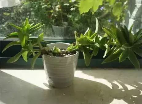 开花处理黑王子后怎么养护_黑王子开花后怎么处理_开花处理黑王子后怎么办