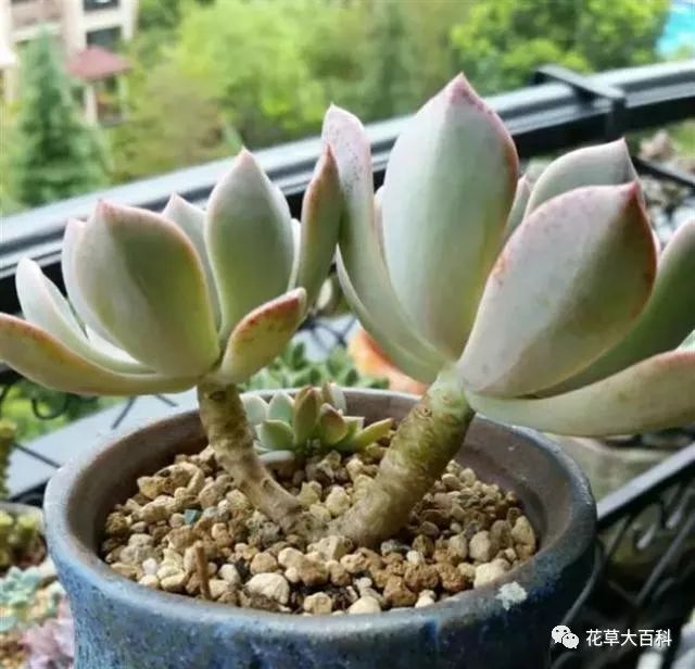 开花处理黑王子后怎么养护_开花处理黑王子后怎么办_黑王子开花后怎么处理