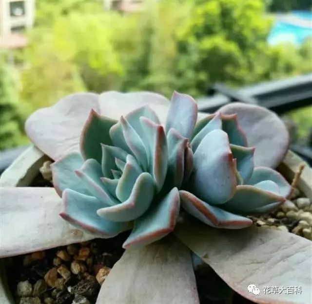 黑王子开花后怎么处理_开花处理黑王子后怎么养护_开花处理黑王子后怎么办