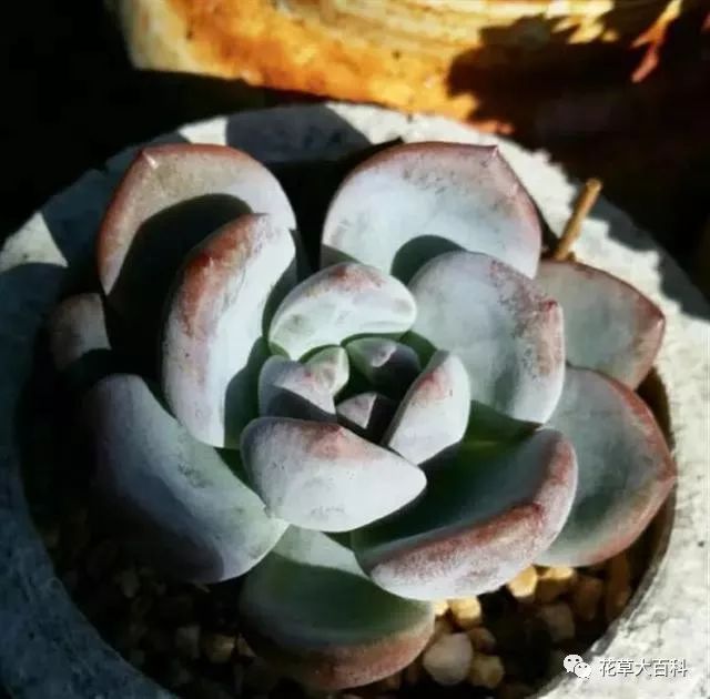 开花处理黑王子后怎么办_开花处理黑王子后怎么养护_黑王子开花后怎么处理