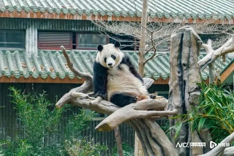 熊猫视频表演视频播放_视频熊猫_火熊猫 视频