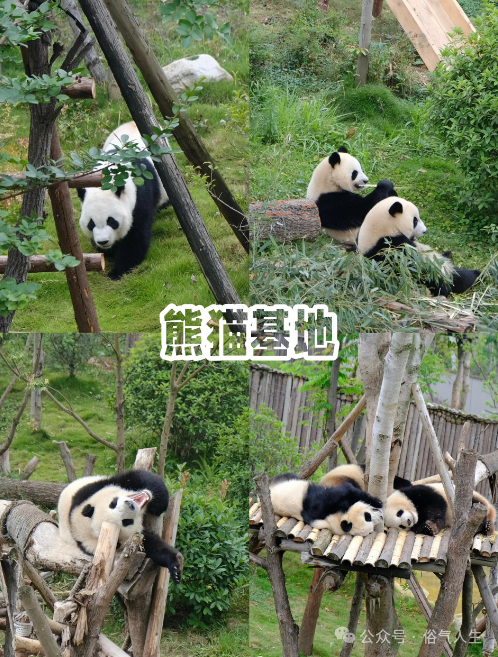 太极熊猫攻略大全_太极熊猫浴火_太极熊猫1