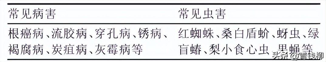 樱桃病虫害防治措施_桉树焦枯病喷什么农药_樱桃树病虫害种类及危害