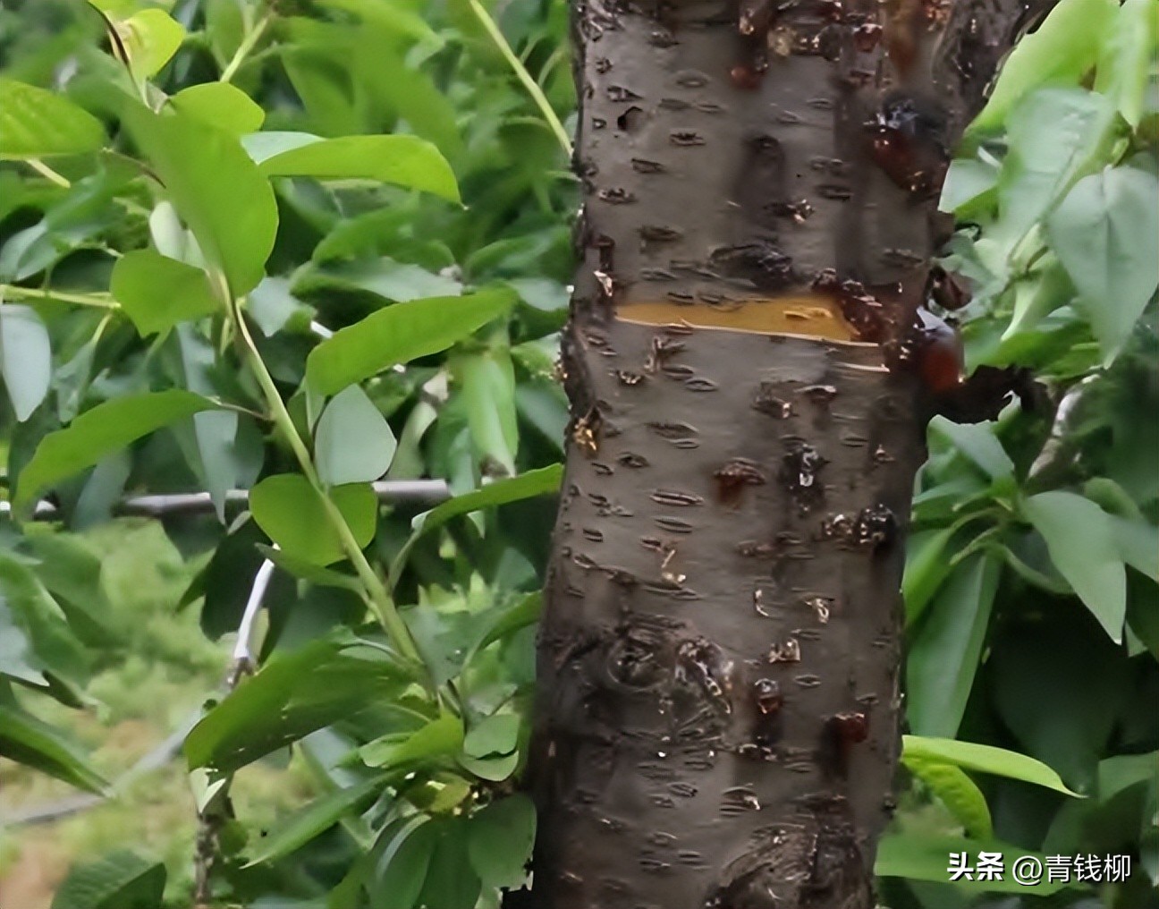 樱桃病虫害防治措施_桉树焦枯病喷什么农药_樱桃树病虫害种类及危害
