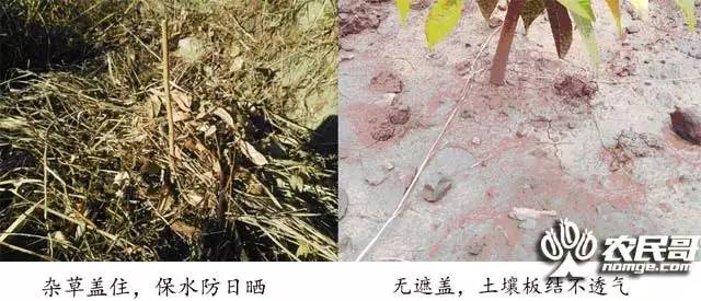 桉树焦枯病喷什么农药_芒果炭疽病防治方法_芒果幼苗病虫害管理