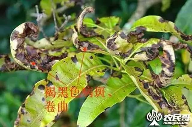 芒果炭疽病防治方法_芒果幼苗病虫害管理_桉树焦枯病喷什么农药