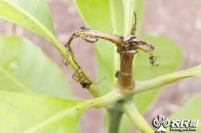 桉树焦枯病喷什么农药_芒果幼苗病虫害管理_芒果炭疽病防治方法