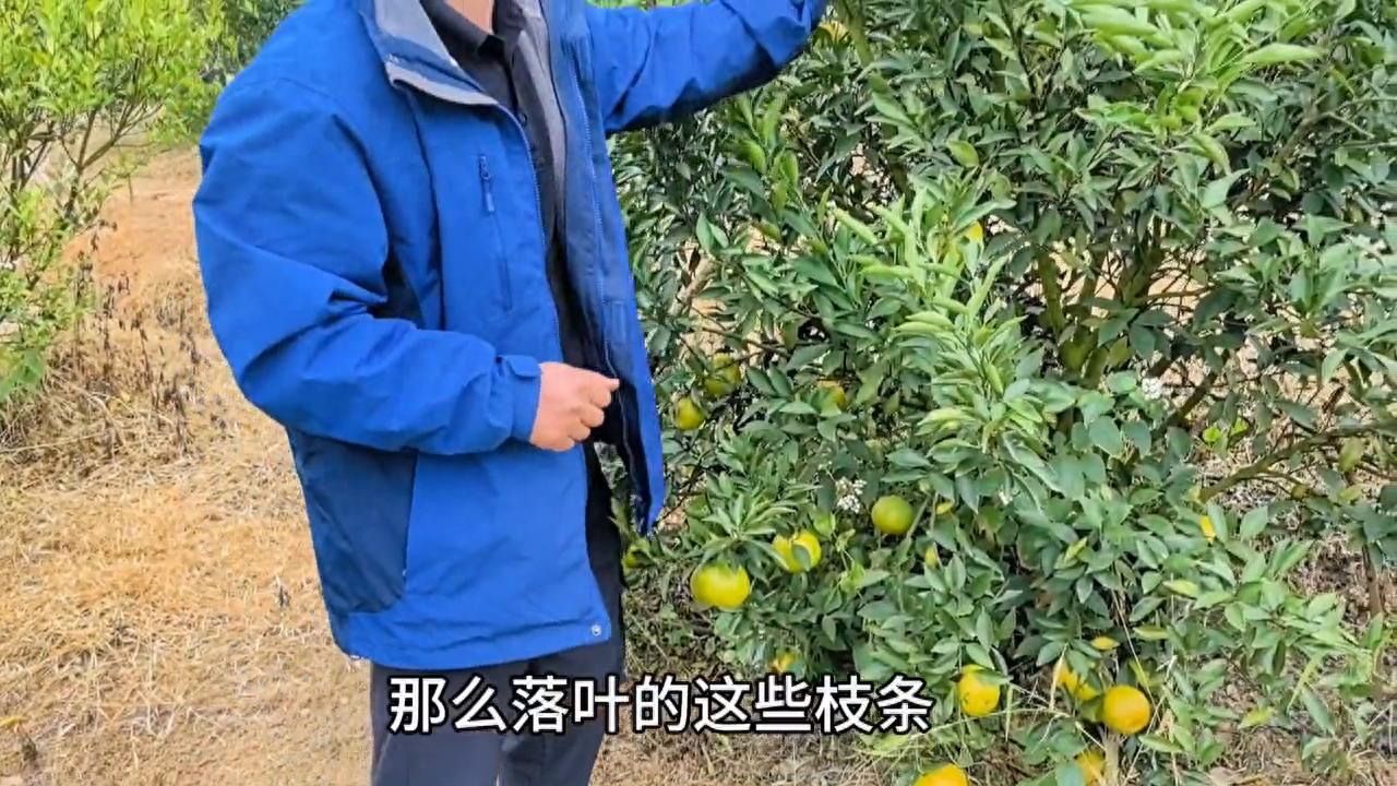 柑橘冬保叶技术_落叶炭疽病防治方法_桉树焦枯病喷什么农药