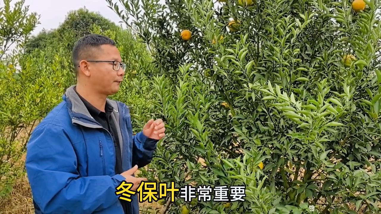 落叶炭疽病防治方法_桉树焦枯病喷什么农药_柑橘冬保叶技术