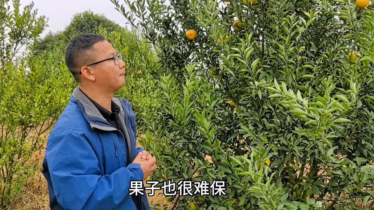 落叶炭疽病防治方法_桉树焦枯病喷什么农药_柑橘冬保叶技术