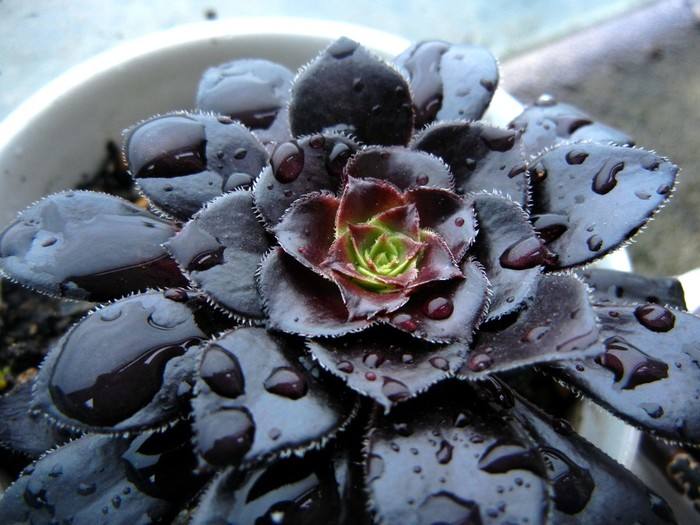 黑法师：景天科莲花掌属多肉植物