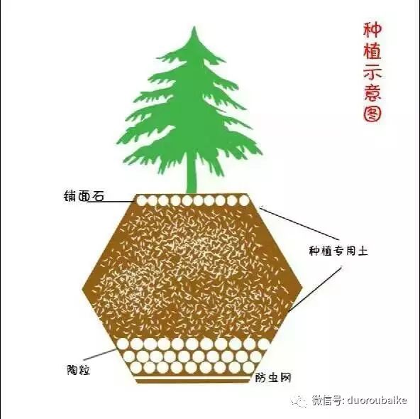 多肉黑王子掉叶子长斑_多肉叶子黑斑掉叶_多肉叶斑病