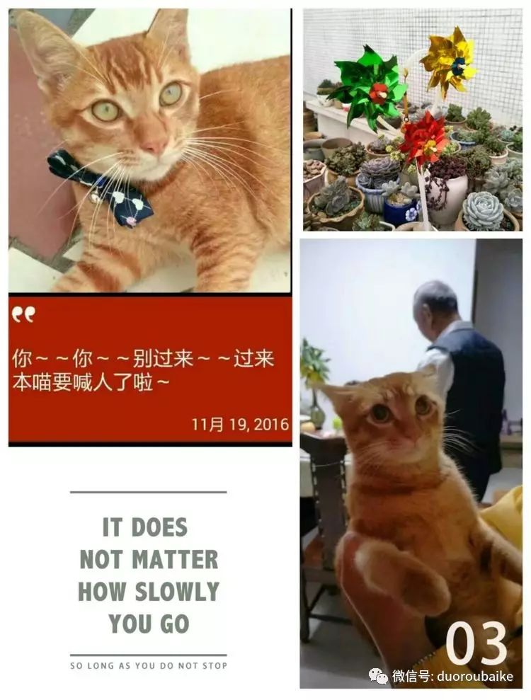 多肉黑王子掉叶子长斑_多肉叶子黑斑掉叶_多肉叶斑病
