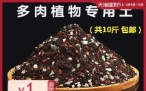 5年以上的多肉黑王子_黑王子多肉度夏方法_黑王子多肉养护技巧