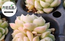黑王子多肉养护技巧_5年以上的多肉黑王子_黑王子多肉度夏方法