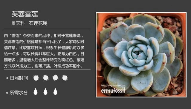 多肉黑王子的养护_黑王子多肉怎么繁殖_多肉黑王子怎么养才漂亮